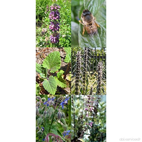 Kit de graines: 'Plantes et fleurs mellifères pour des abeilles'  semences de 5 variétés de plantes à fleurs connues pour attire
