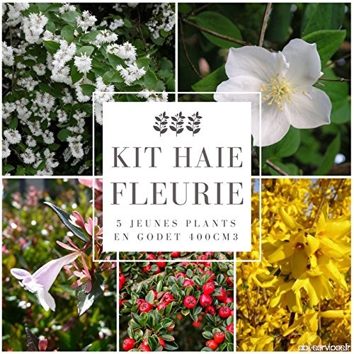 Kit Haie Fleurie - 5 Jeunes Plants En Godet 400cm3 - B07598LTWY