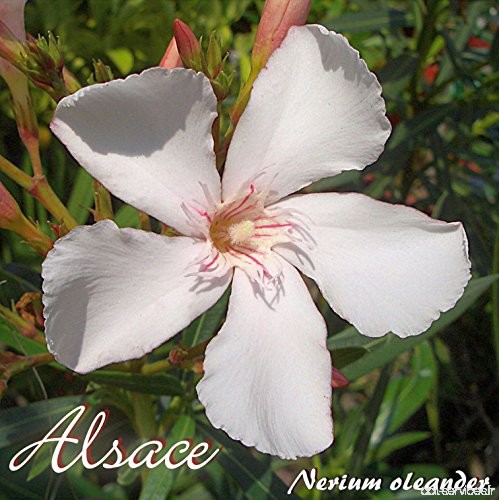 Laurier rose 'Alsace' - Nerium oleander - Größe C1 5 - B07BRKLR64