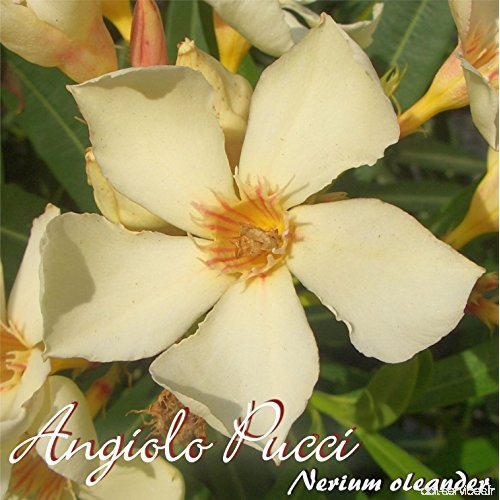 Laurier rose 'Angiolo Pucci' - Nerium oleander - Größe C08 - B07C437TJ3