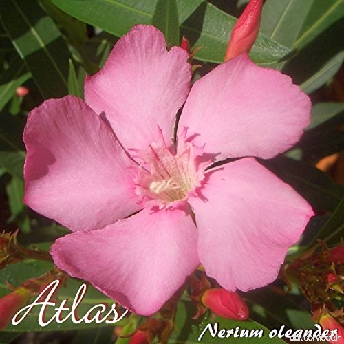 Laurier rose 'Atlas' - Nerium oleander - Größe C15 - B07C6MWBZG