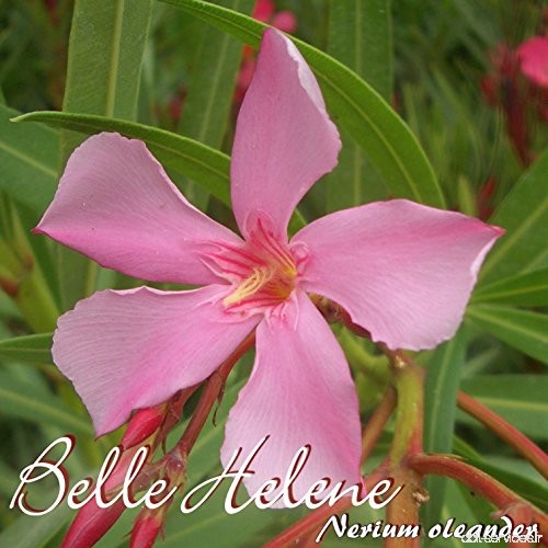Laurier rose 'Belle Helene' - Nerium oleander - Größe C08 - B07C48N6TP