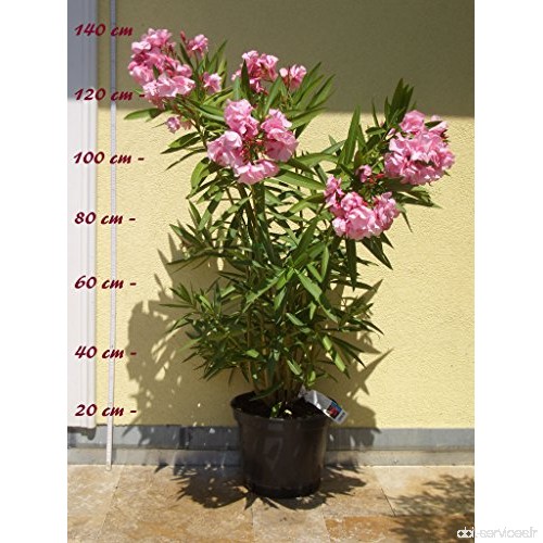 Laurier rose 'Belle Helene' - Nerium oleander - Größe C15 - B07C9FRCMW