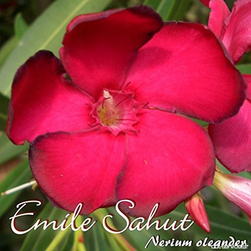 Laurier rose 'Emile Sahut' - Nerium oleander - Größe C10 im Dekotopf - B07BRM3P89
