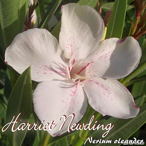 Laurier rose 'Harriet Newding' - Nerium oleander - Größe C15 - B07BRKNNHB