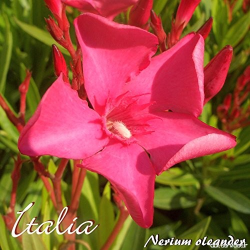 Laurier rose 'Italia' - Nerium oleander - Größe C06 im Dekotopf - B07BRNMLWG