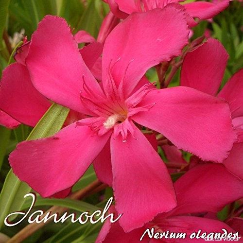Laurier rose 'Jannoch' - Nerium oleander - Größe C03 - B07C41PXV4