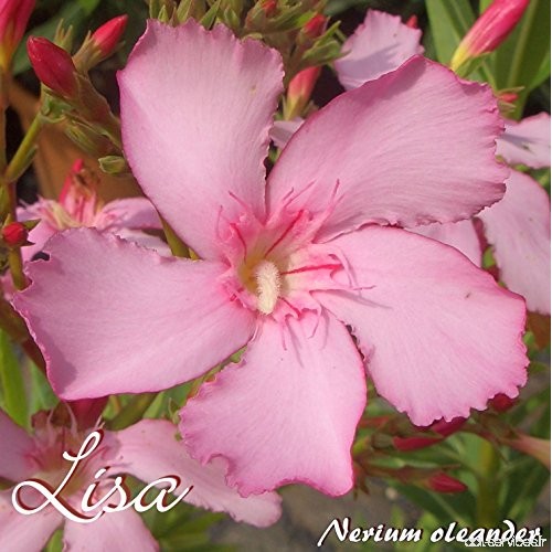 Laurier rose 'Lisa' - Nerium oleander - Größe C03 - B07BVBBBXD