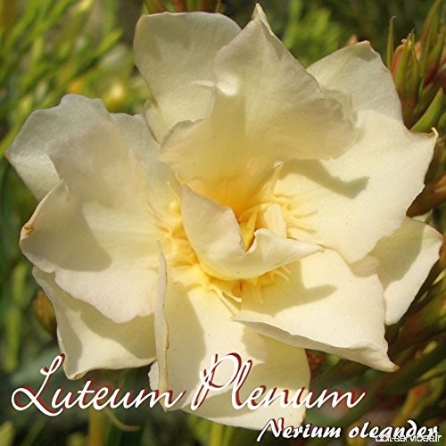 Laurier rose 'Luteum Plenum' - Nerium oleander - im 33 cm Dekokübel - B07BRH5WBZ