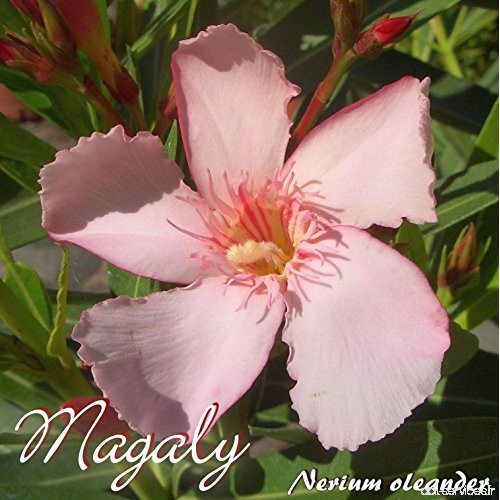 Laurier rose 'Magaly' - Nerium oleander - Größe C08 - B07C4G6BVS