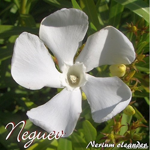 Laurier rose 'Neguev' - Nerium oleander - Größe C08 - B07C4BF2JB