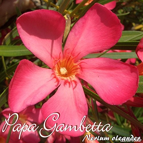 Laurier rose 'Papa Gambetta' - Nerium oleander - Größe C03 im Dekotopf - B07BRM2RZN