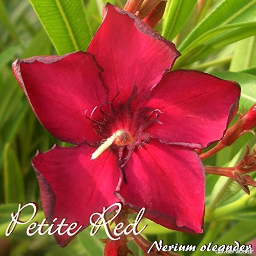 Laurier rose 'Petite Red' - Nerium oleander - Größe C03 - B07C3Z6LKH