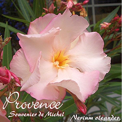 Laurier rose 'Provence' - Nerium oleander - Größe C1 5 - B07CVT24HR
