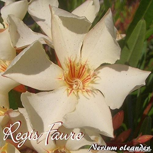 Laurier rose 'Regis Faure' - Nerium oleander - Größe C08 - B07C6QK8VL