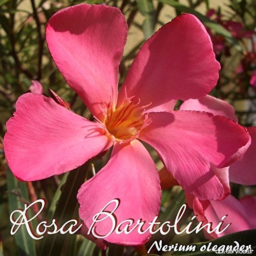 Laurier rose 'Rosa Bartolini' - Nerium oleander - Größe C08 - B07C69CSYV