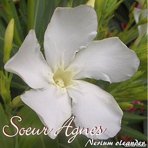 Laurier rose 'Soeur Agnes' - Nerium oleander - Größe C01 - B07BRM2TYG