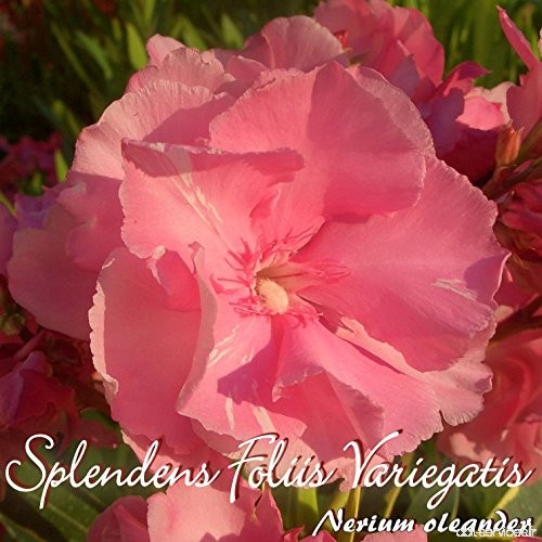 Laurier rose 'Splendens Foliis Variegatis' - Nerium oleander - Größe C01 - B07BRHJT4K