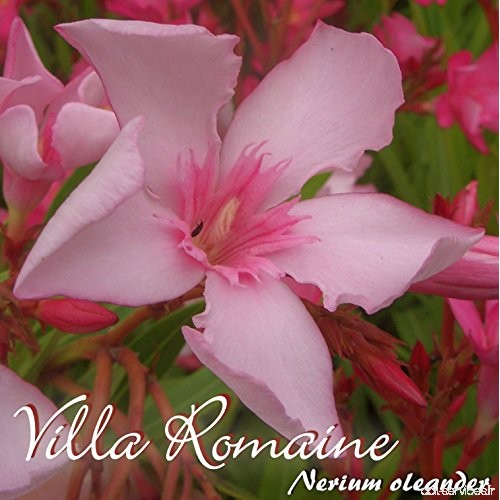 Laurier rose 'Villa Romaine' - Nerium oleander - Größe C08 - B07C4BJ7C8
