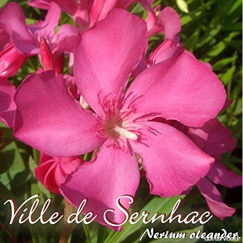 Laurier rose 'Ville de Sernhac' - Nerium oleander - Größe C08 - B07BYR6J7Z