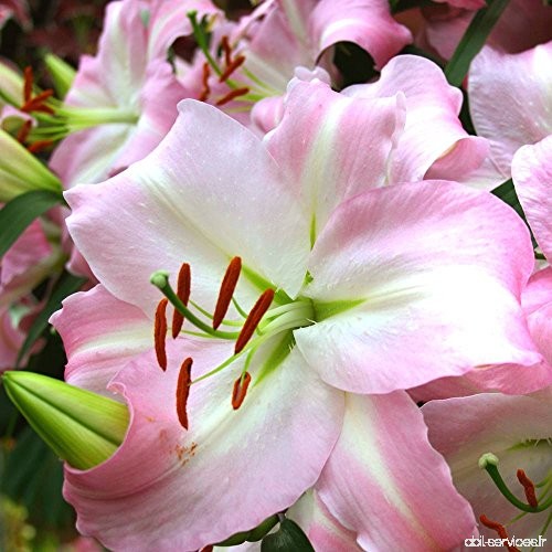 Lilium/Lys Oriental Joséphine - 3 bulbes de fleurs - B00EBHVE3A