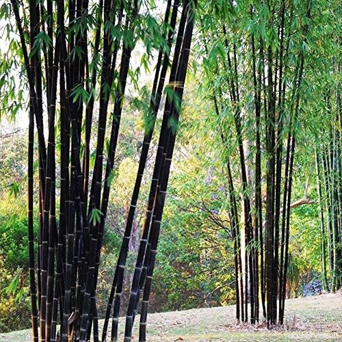 Loveble 100 Pcs Rare Bambou Graines de Jardin Décoration Herbe Planter Bambu Arbre Graines - B0797S5PQ1