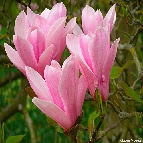 Magnolia Heaven Scent - 1 arbrisseau - B00EBHUK0S