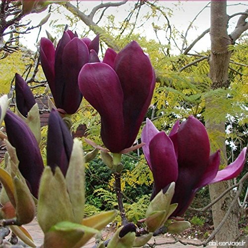 Magnolia liliiflora Nigra - 1 arbrisseau - B00EBHUL66
