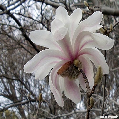 Magnolia Stellata Royal Star - 1 arbrisseau - B00EBHURI8