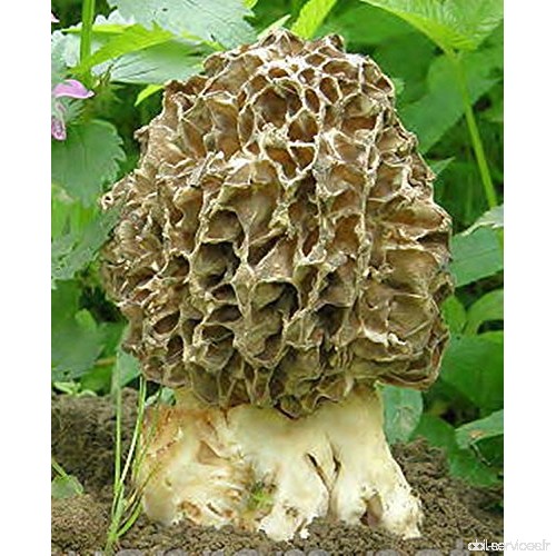Morel Tolstonogo champignons (Morchella crassipes) Mycélium Spawn Graines séchées (10g) - B01653RPBC