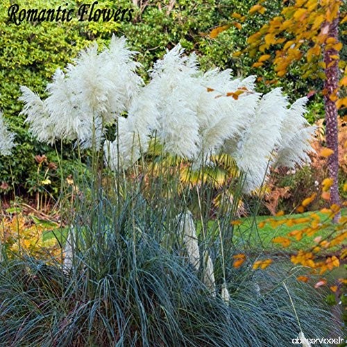 Moresave 1000 Pcs Pampas Herbe Graines Rare Fleurs Impressionnantes Ornementales Jardin À La Maison Plantes - B07BLT9WY9