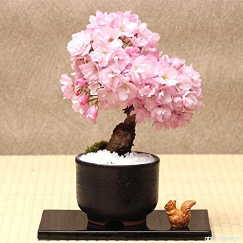 Moresave 50 Pcs Rare Japonais Sakura Graines Cherry Blossoms Graines Accueil Jardin Bonsaï Plantes - B07BLTHT8Q