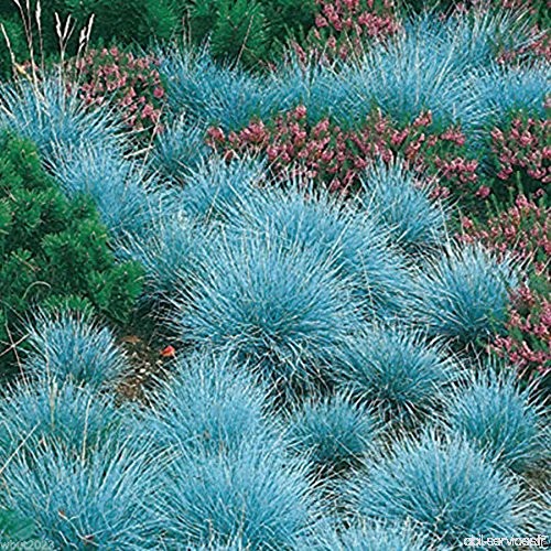 Moresave Graines de fétuque bleue Festuca Glauca Plantes vivaces vivaces à base de bonsaï - B07B6394