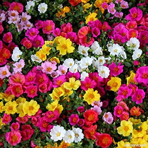 Mousse Rose Mélange de graines - Doppi Grandes Fleurs - B06XRZRTGM