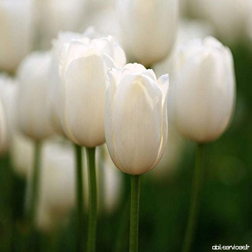mymotto 20/50/100 Pcs/Sac 7 Couleurs Parfum Tulipe Graine Décor Fleur Bonsaï Graines Plantes En Pot Maison Jardin (100  Blanc) -