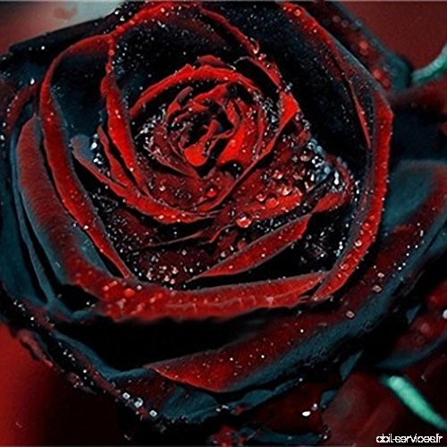 mymotto 50Pcs/Sac Graines de Rose Rare Fleurs Floraison Minuit Plantes Bonsaï D'intérieur/Jardin (Rouge) - B07CH8P1FQ