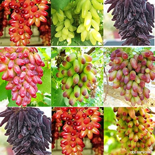 Ncient Graines De Raisin - Raisins Seeds - Semis d'arbres Fruitiers Graines de Semences de Fruits Jardin Balcon Plantes (50 pcs)