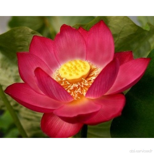 Nelumbo nucifera red - Lotus sacré rouge - 3 graines - B013R9EK8S
