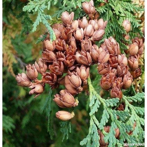 Northern White Cedar Tree Seeds (Thuja occidentalis) 20+ Fresh  Organic White Cedar/Arborvitae Tree Seeds - B07DB9WT53