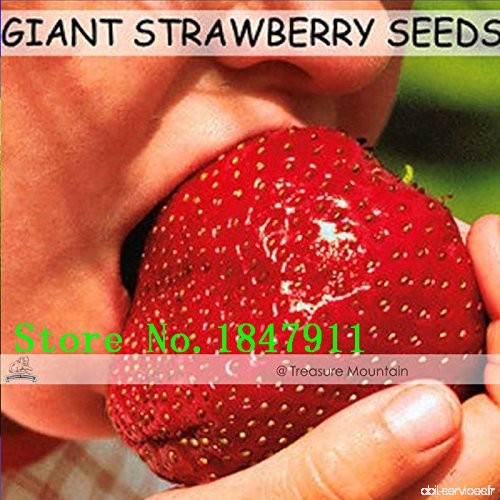 Nouveaux Big vente Livraison gratuite 100 graines / Paquet  Super Géant Strawberry Fruit Graine Pomme grande taille rouge foncé 