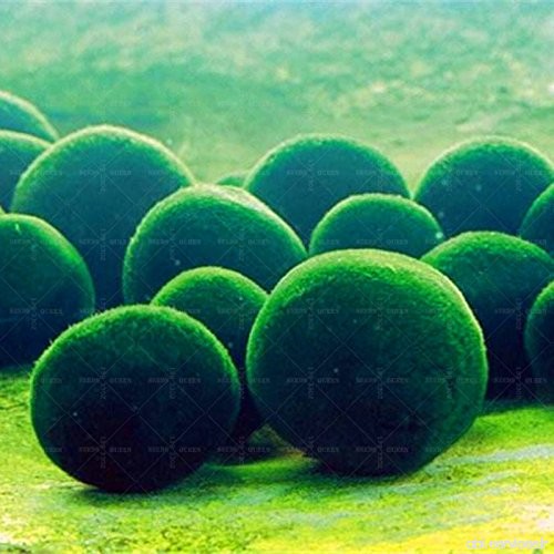 Nouvelle arrivée  100 pcs / aquarium sac à herbe eau rares Algues vertes plantes aquatiques Graines réservoir de poissons d'inté