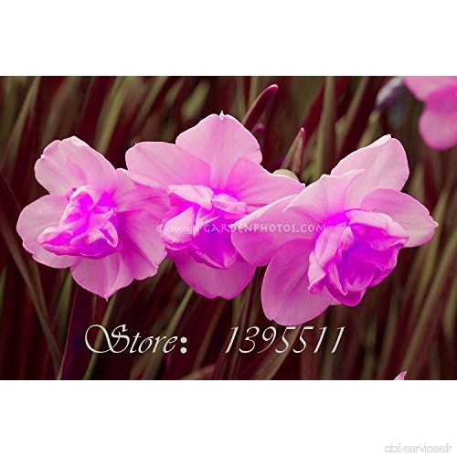 Nouvelle arrivée 100 pcs Fleur de narcisse Jonquille Graines Absorption rayonnement Narcissus Tazetta Graines Fleurs pour Chambr