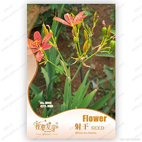 Nouvelle arrivée de la vente chaud semences réguliers Sementes de fleur 10pcs le 100% véritables fresques Rare semences du Figue