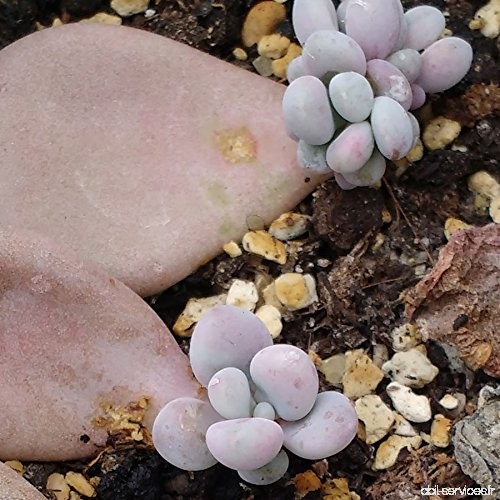 Pachyphytum oviferum - Pink Moonstone - Echeveria - 1 Bouture de feuille - Sunnyplants - B01HZFKO3U