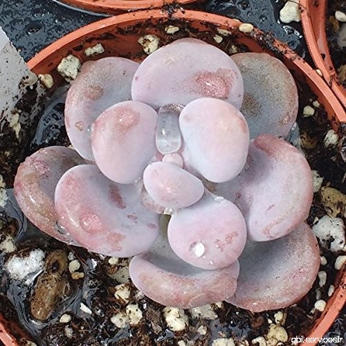 Pachyphytum oviferum - Pink Moonstone - Echeveria - 1 Bouture de feuille - Sunnyplants - B01HZFKO3U