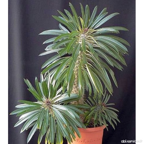 Pachypodium lamerei - palmier de Madagascar - 5 graines - B00UXEYRDO