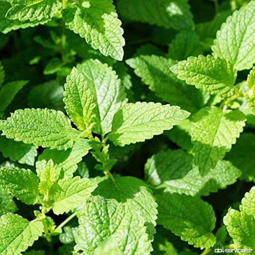 Peppermint Seeds (Mentha x piperita) 300+ Medicinal Culinary Herb Seeds in FROZEN SEED CAPSULES for the Gardener & Rare Seeds Co
