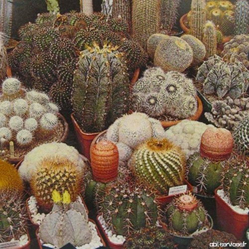 Plant World Seeds - Cactus Mixed Seeds - B00YL4EBCY