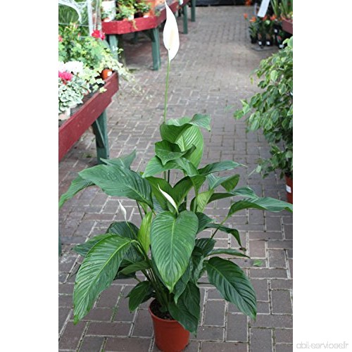 Plante d'intérieur - Plante pour la maison ou le bureau - Spathyphyllum  hauteur 50 cm - FLEUR DE LUNE - B0099223BY