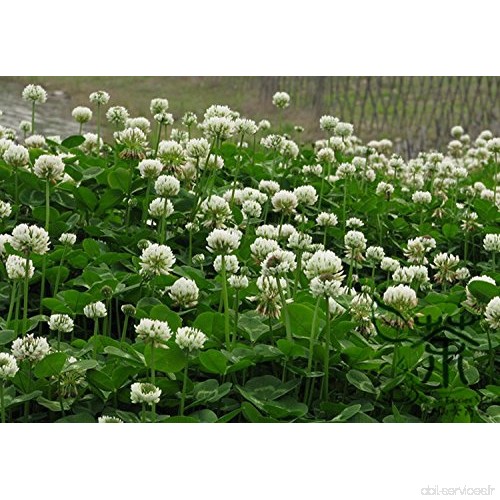 Plante vivace Trifolium repens Graines 2000pcs  Natural herbacée trèfle blanc Semences à gazon  Famille Fabaceae Néerlandais Clo